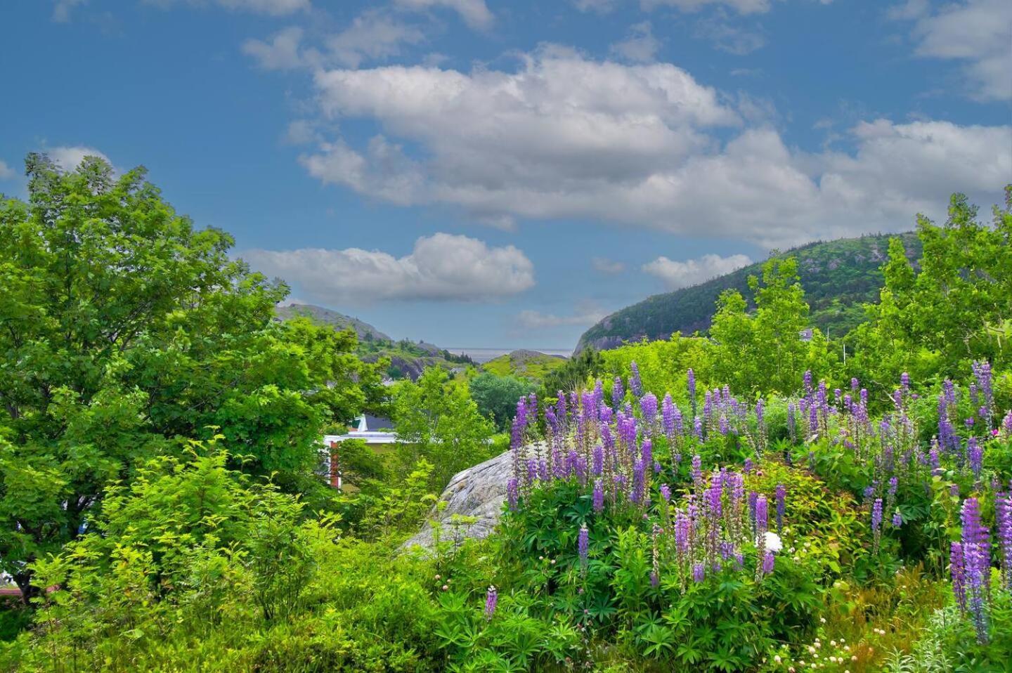 The Vista At Quidi Vidi - Stunning Views & Trails Villa St. John's Exterior photo